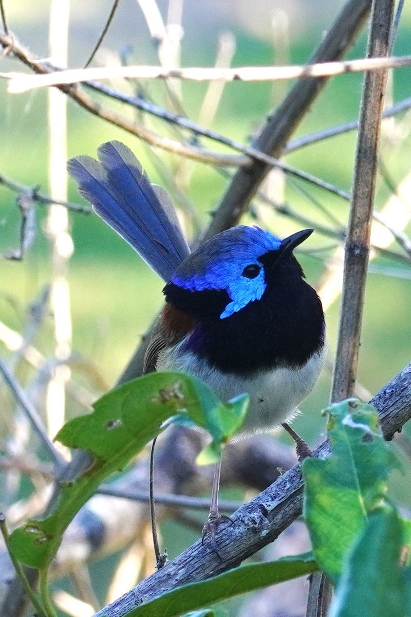 Variegated Fairywren - ML620435033