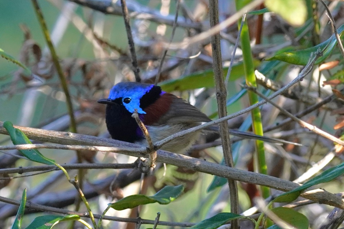 Variegated Fairywren - ML620435035