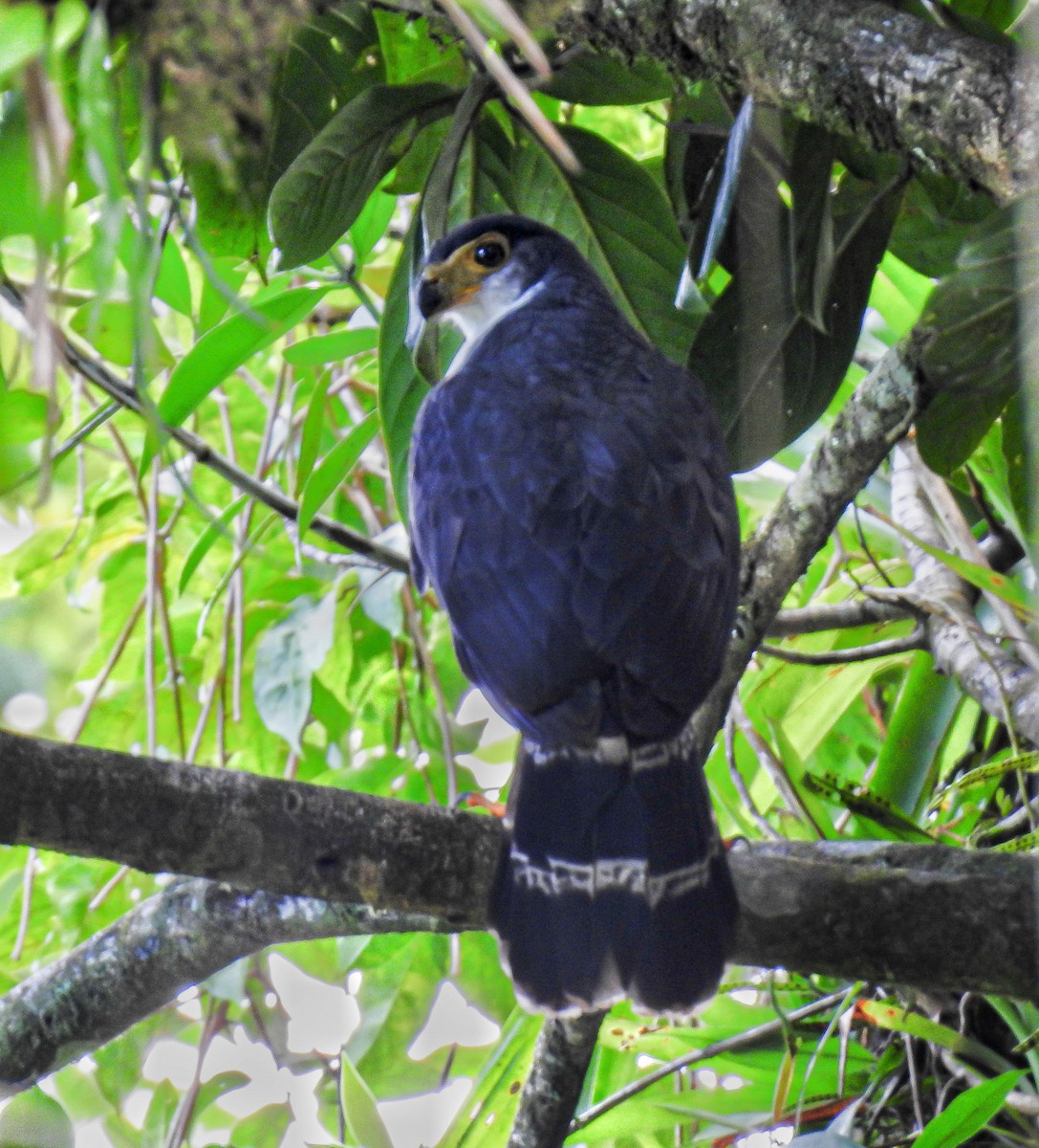 Slaty-backed Forest-Falcon - ML620435036