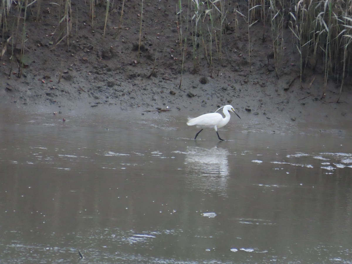 Little Egret - ML620435043