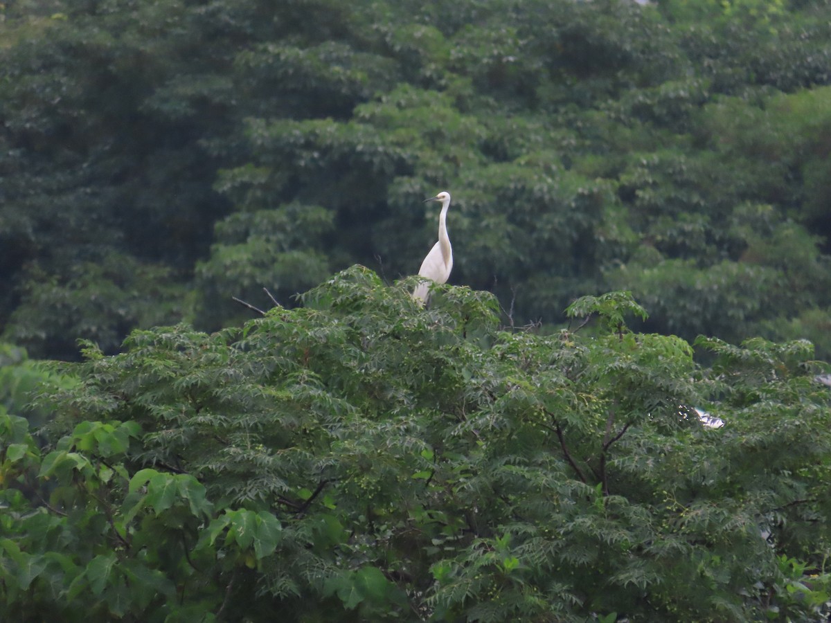 Little Egret - ML620435045