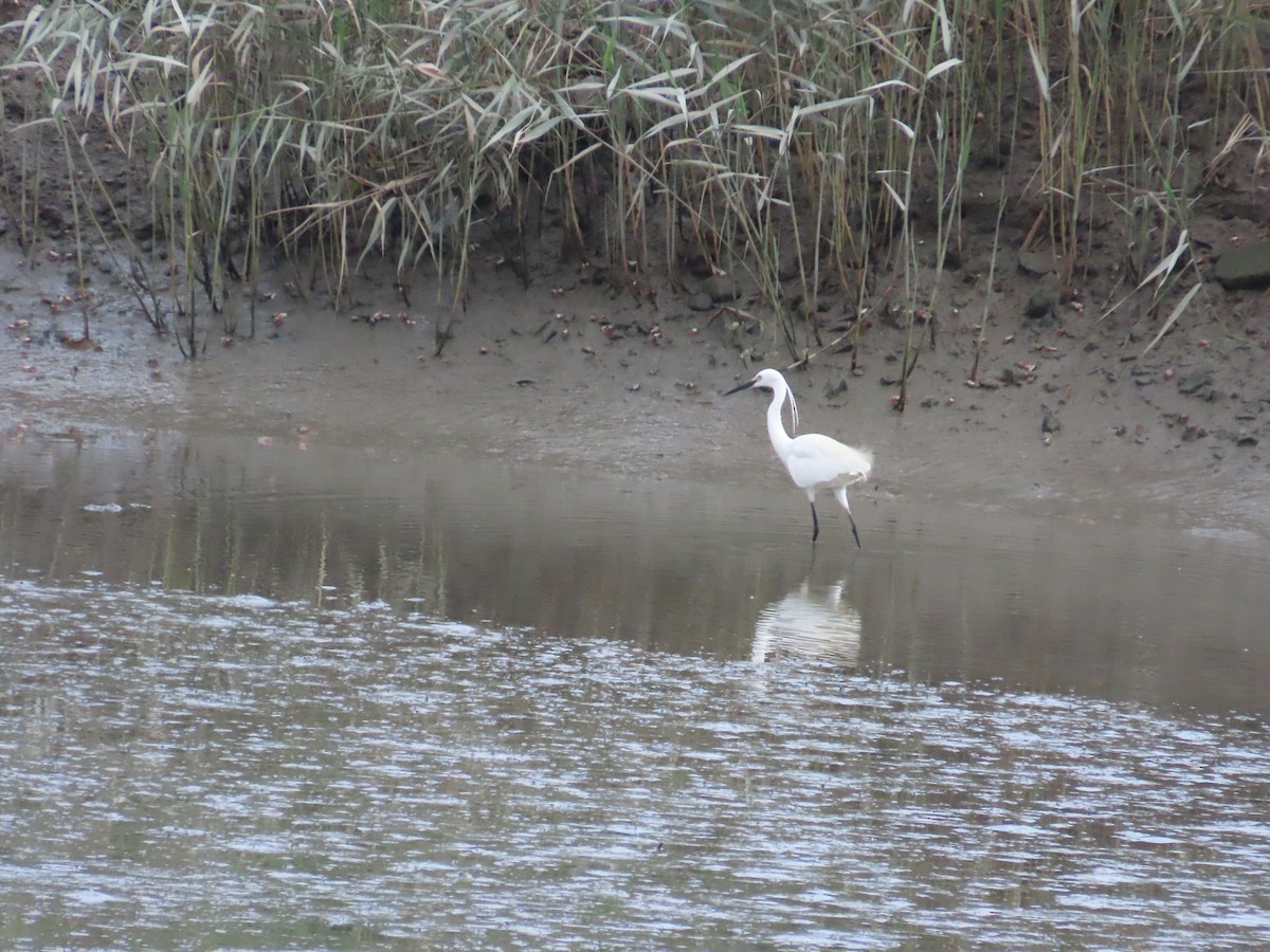 Little Egret - ML620435047