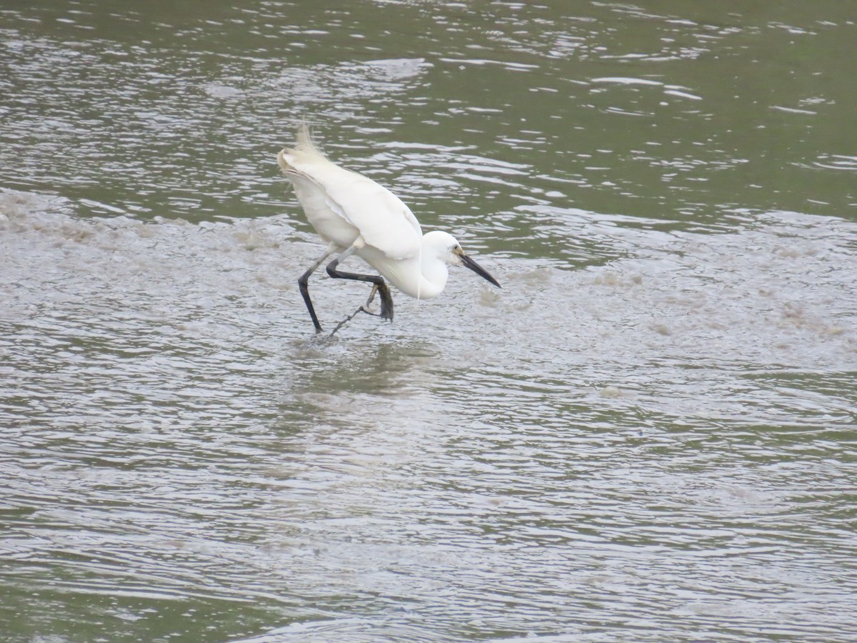 Little Egret - ML620435048