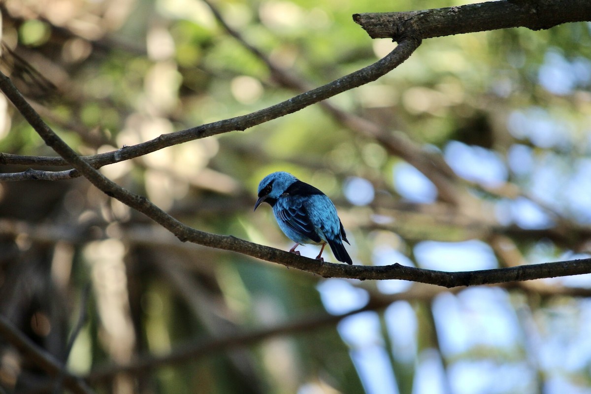 Blue Dacnis - ML620435052