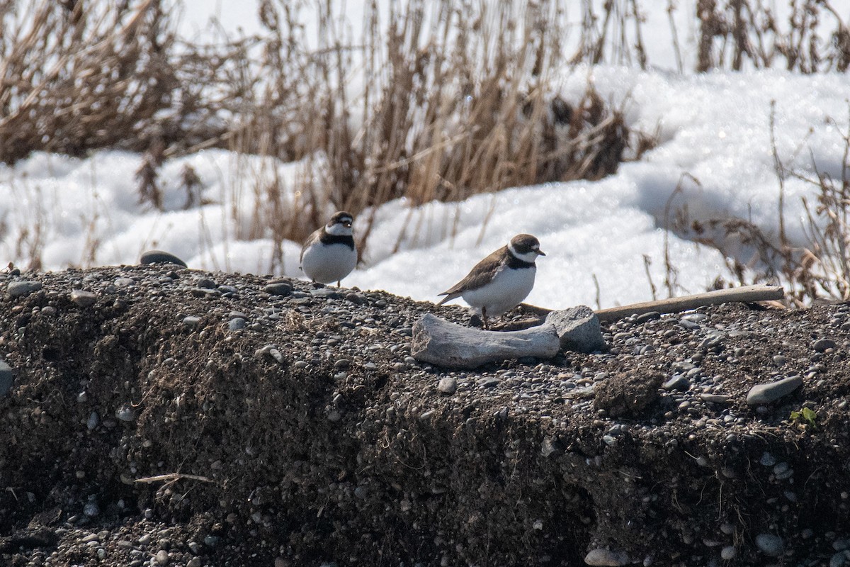 Semipalmated Plover - ML620435054