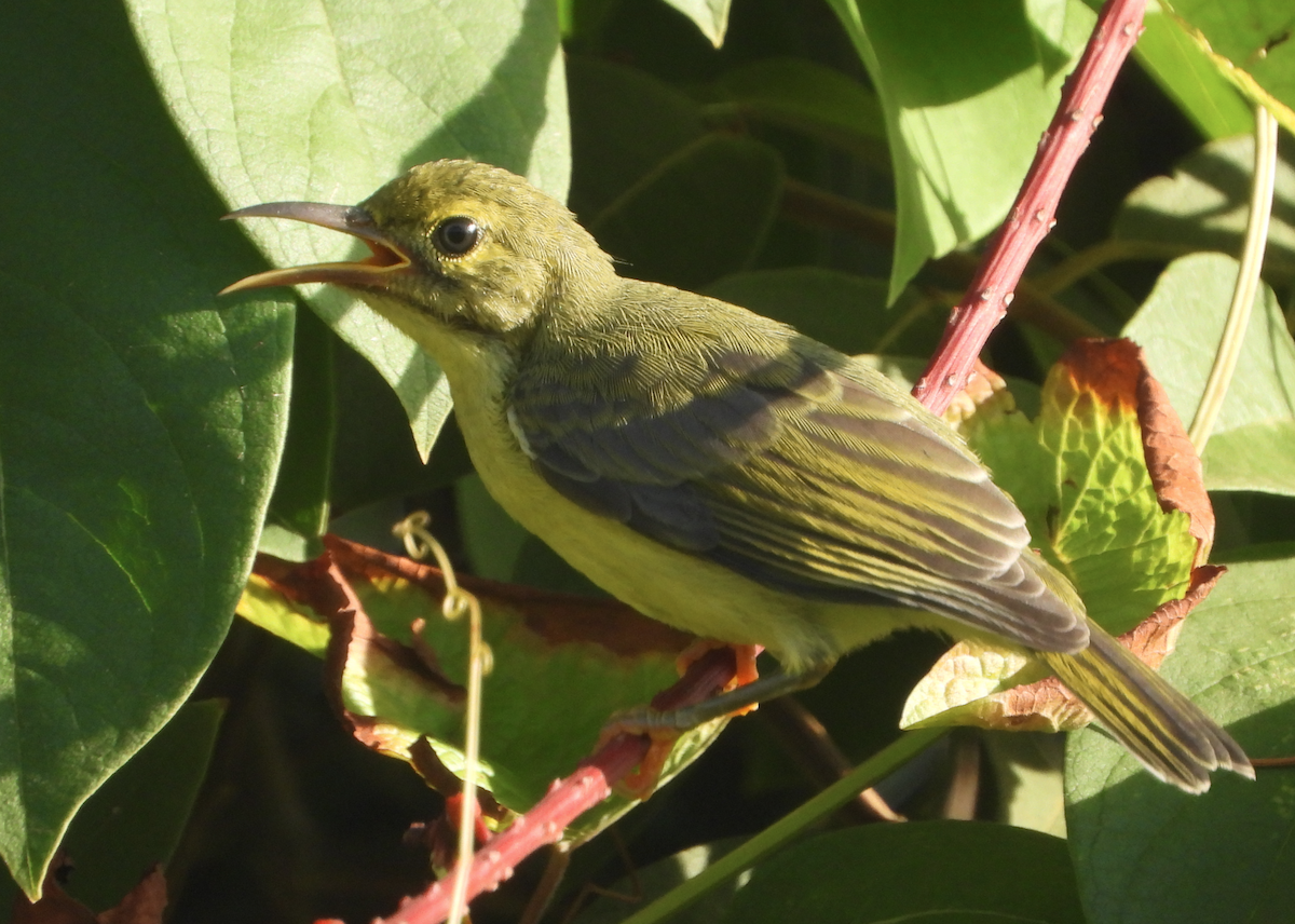 黃腹花蜜鳥 - ML620435056