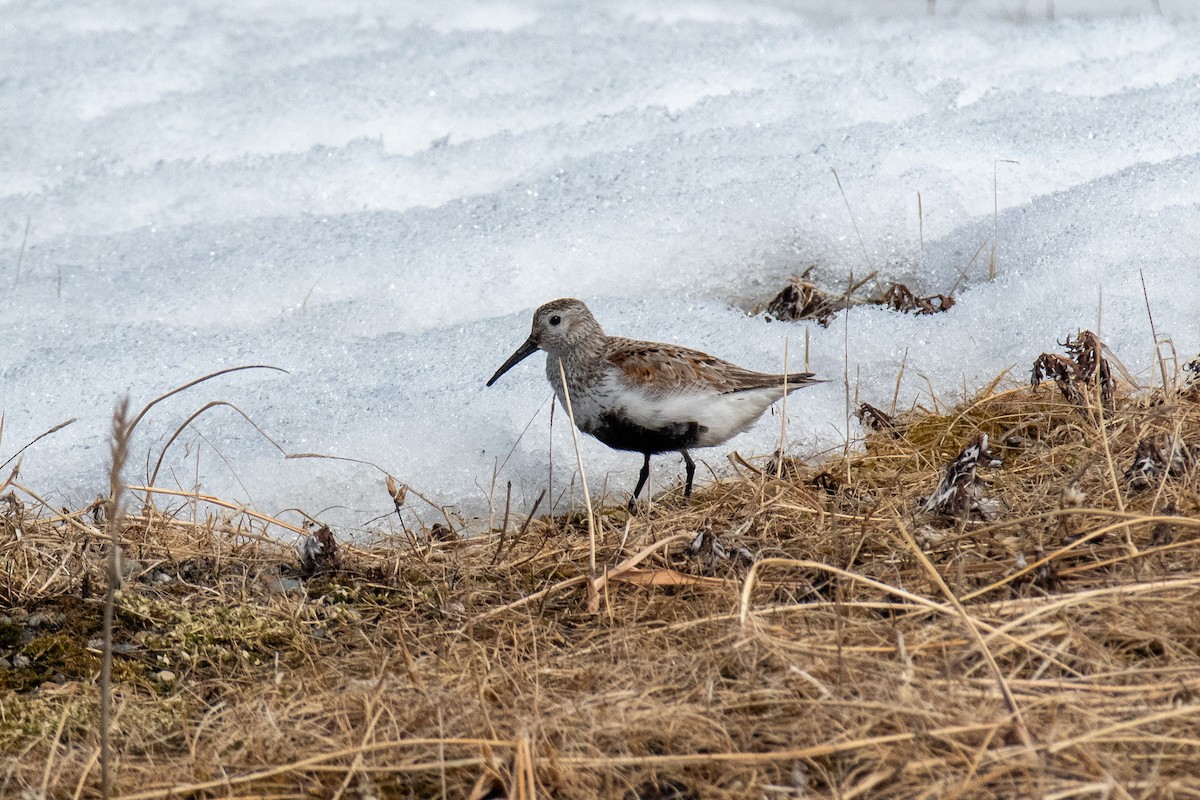 Dunlin - ML620435060