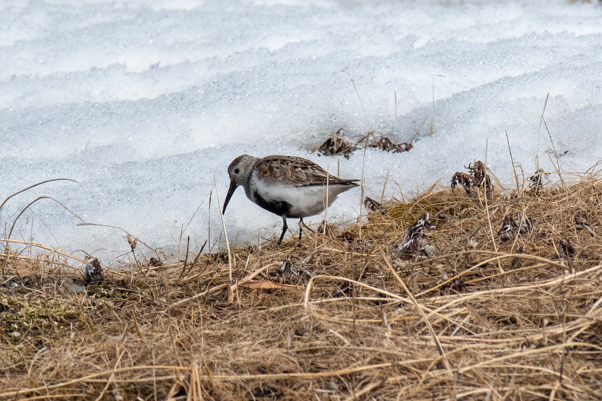 Dunlin - ML620435061