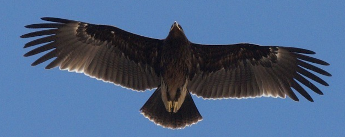 Greater Spotted Eagle - Michael Grunwell