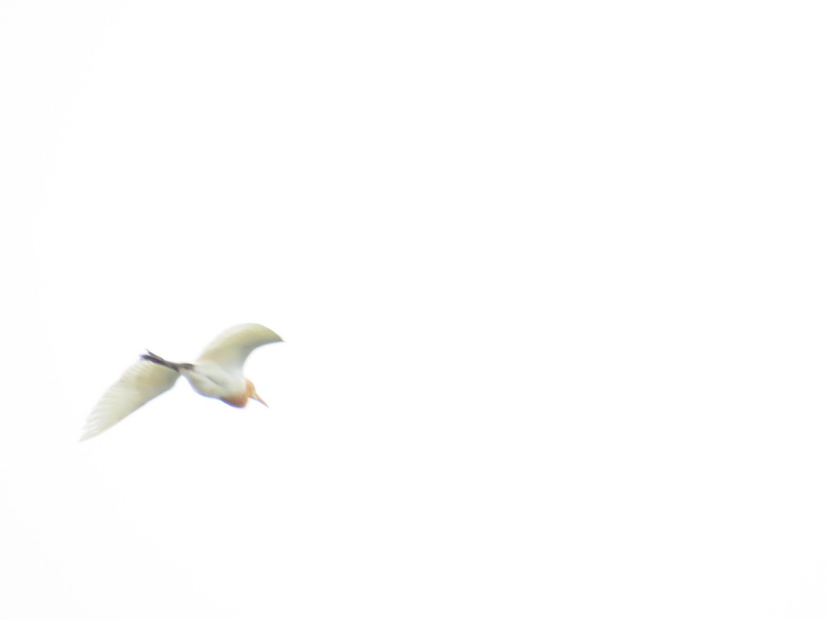 Eastern Cattle Egret - ML620435072