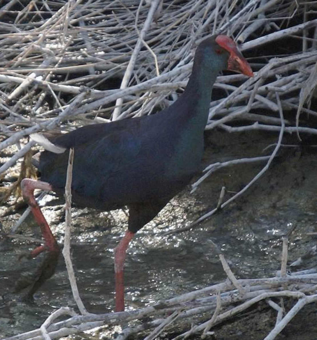 African Swamphen - ML620435078