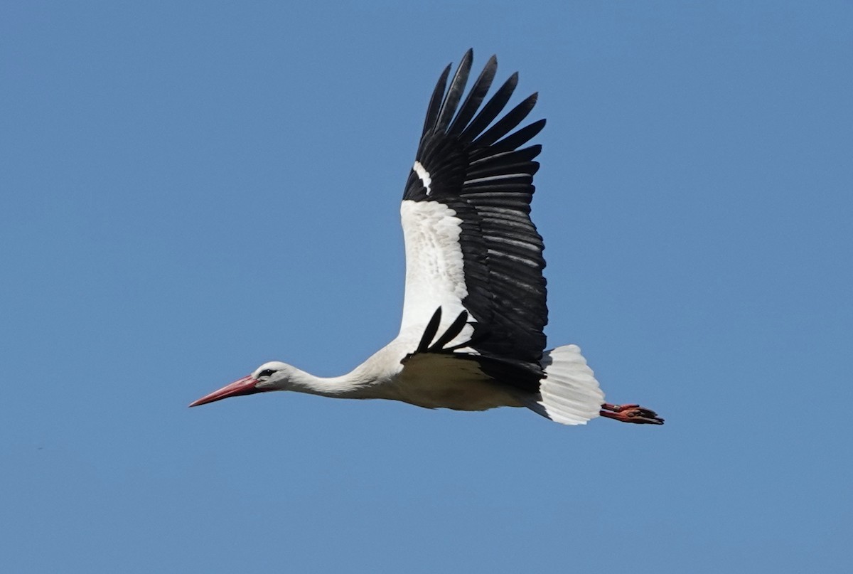 White Stork - ML620435079