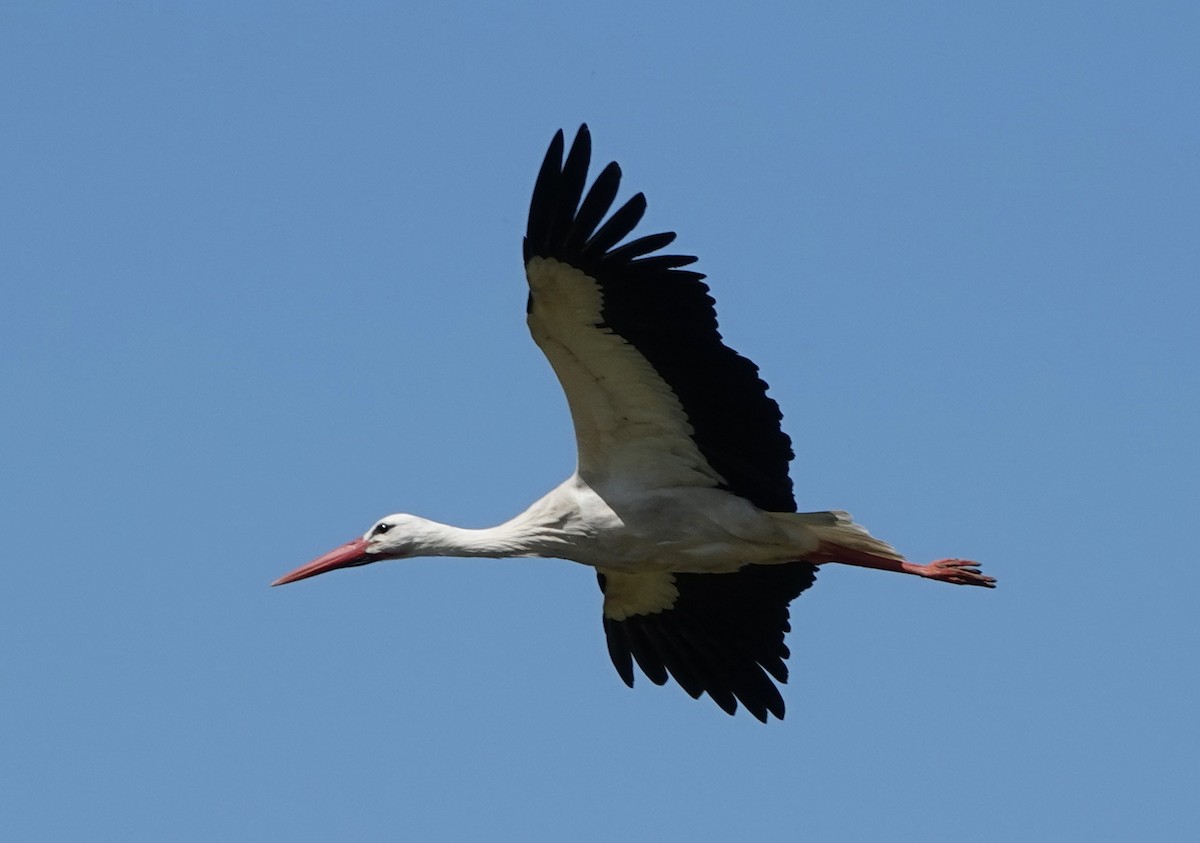 White Stork - ML620435080