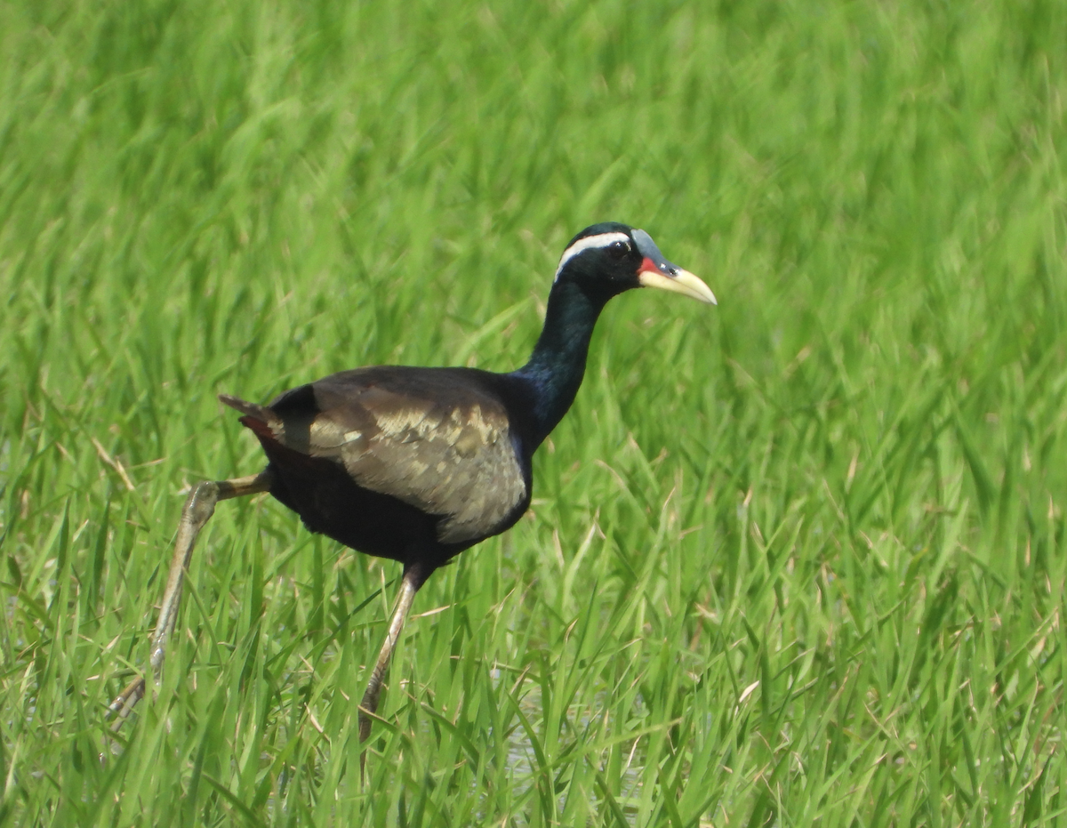 Bronze-winged Jacana - ML620435084