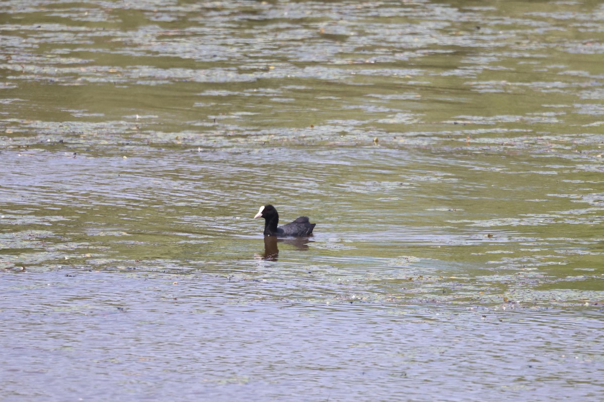 Eurasian Coot - ML620435085