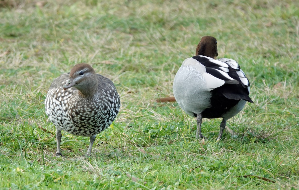 Maned Duck - ML620435086