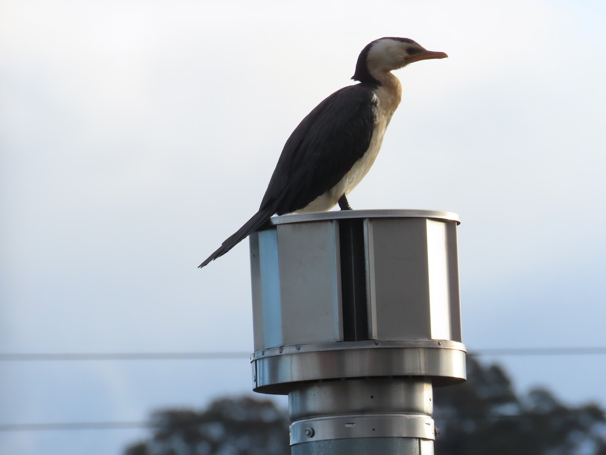 Little Pied Cormorant - ML620435089