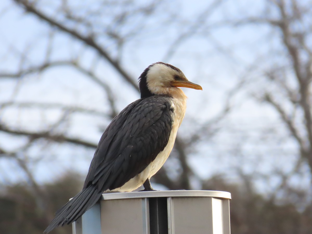 Little Pied Cormorant - ML620435092