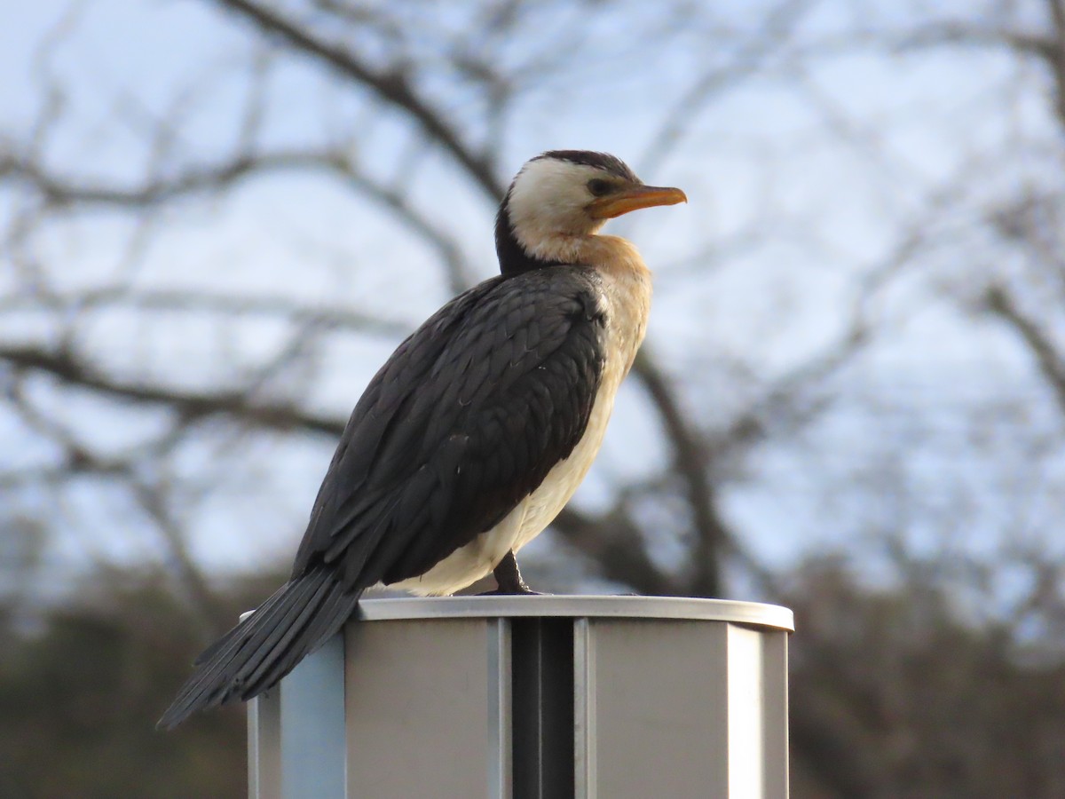 Little Pied Cormorant - ML620435094