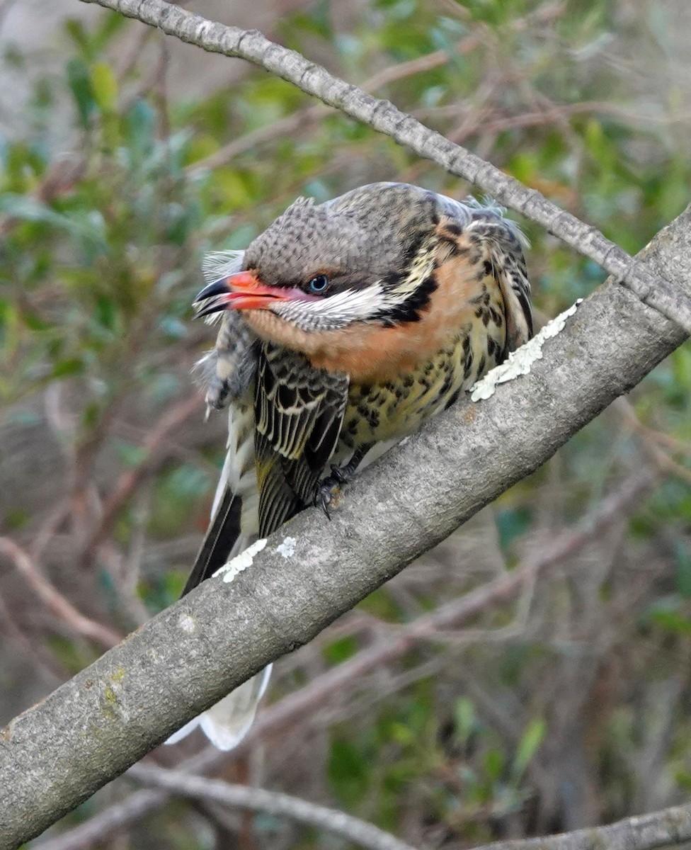 Spiny-cheeked Honeyeater - ML620435095