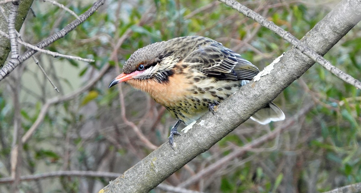 Spiny-cheeked Honeyeater - ML620435096