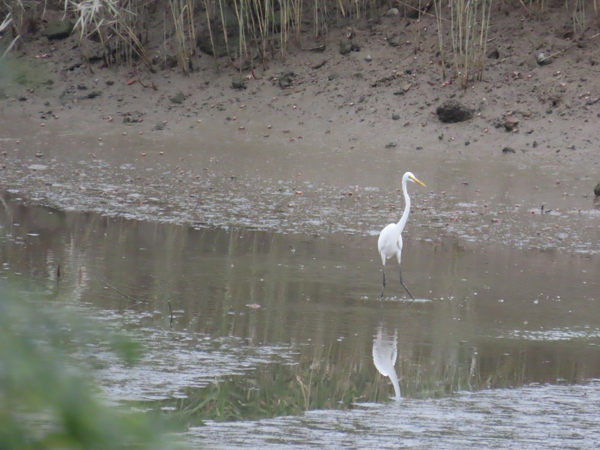 Great Egret - ML620435100