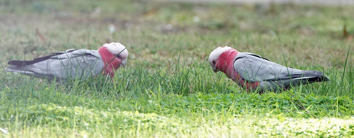 Cacatúa Galah - ML620435103