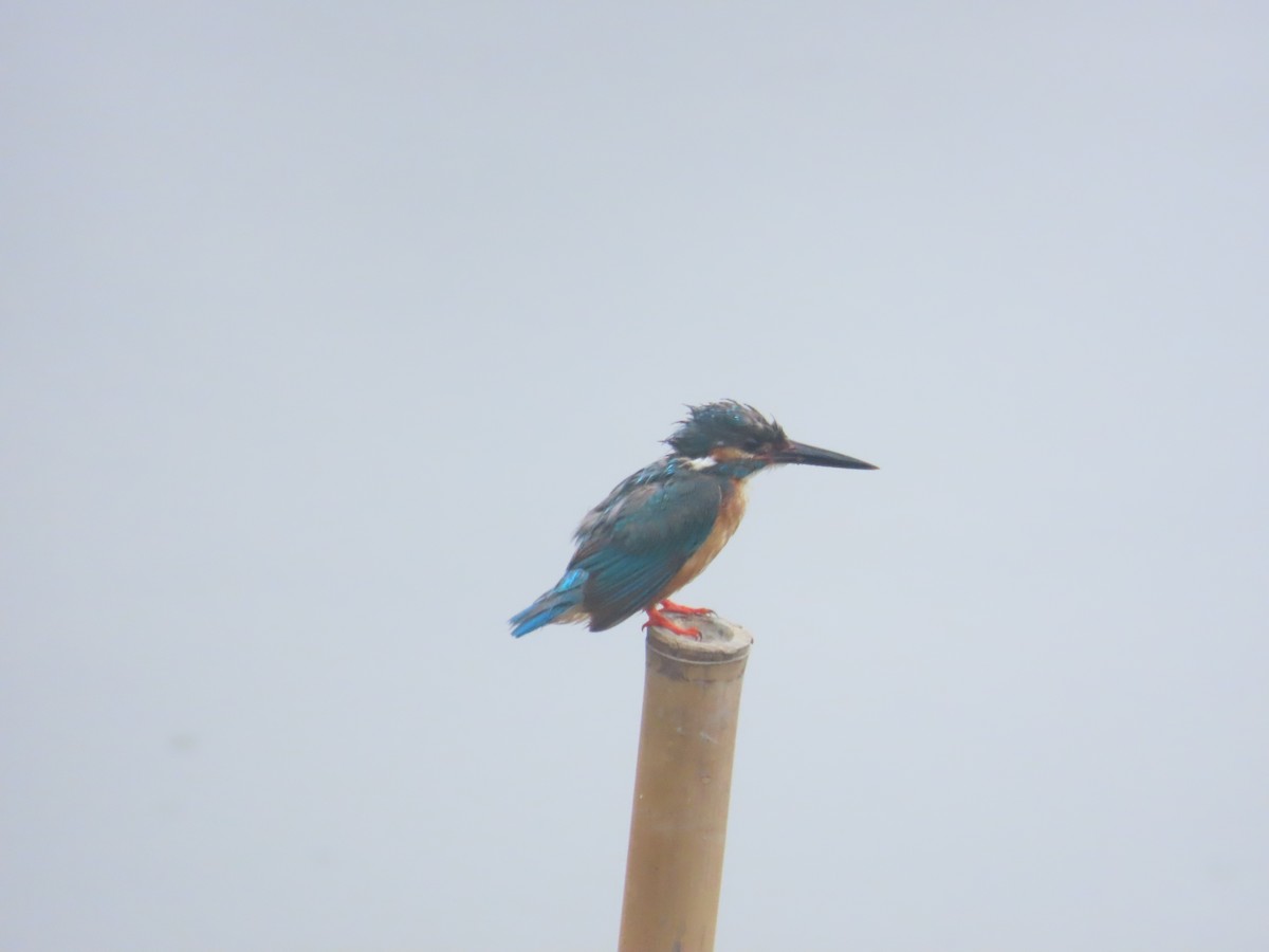 Common Kingfisher - ML620435107