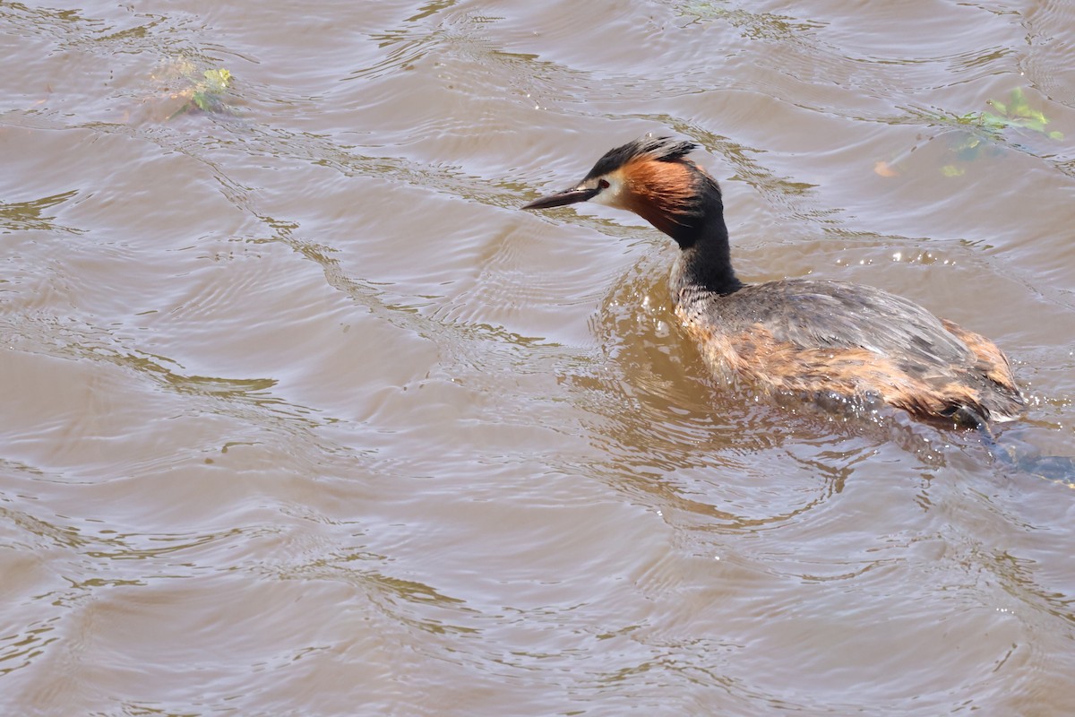 Great Crested Grebe - ML620435109