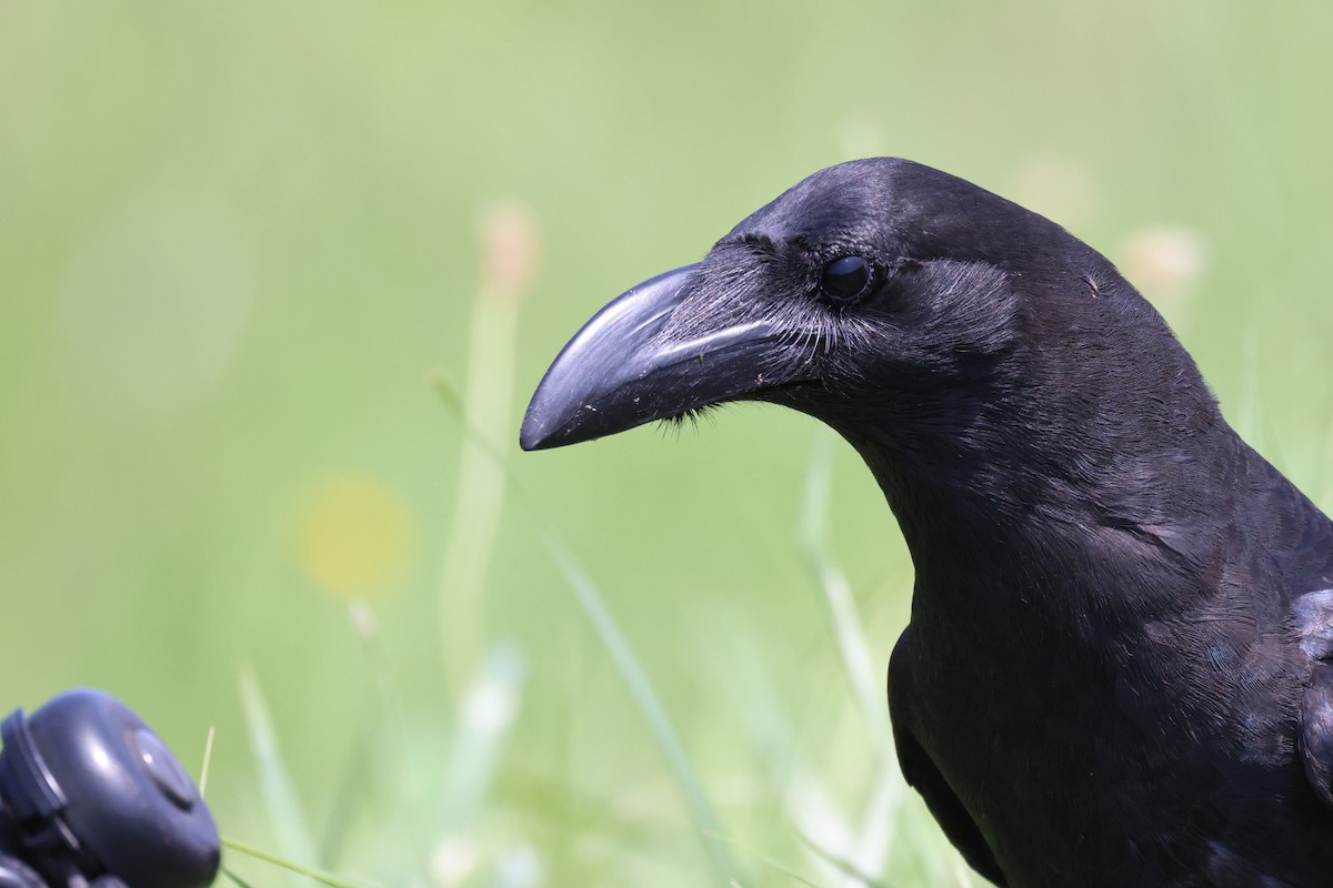 Large-billed Crow - ML620435111