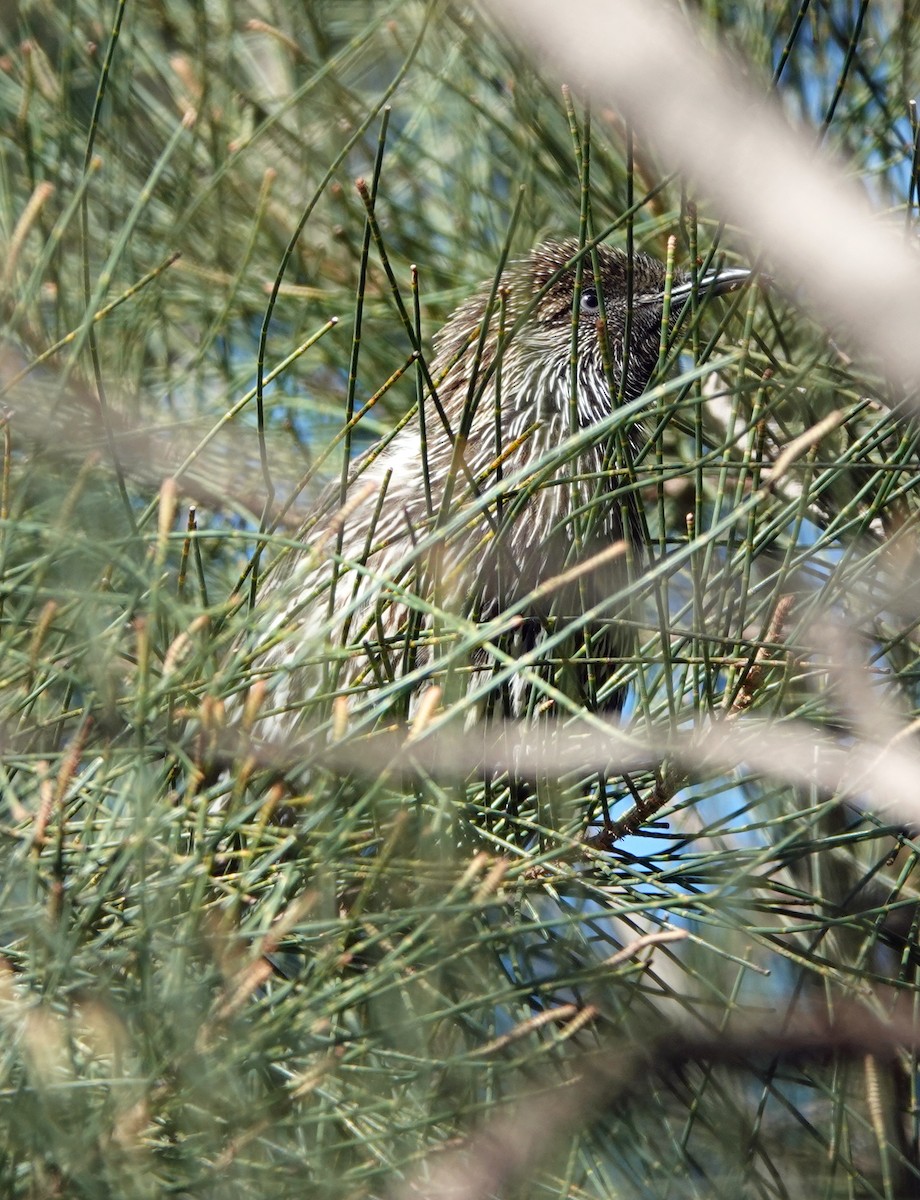 Little Wattlebird - ML620435113