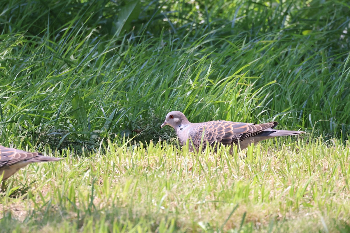 金背鳩 - ML620435116