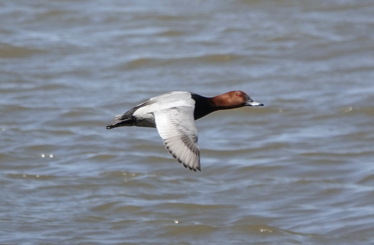 Common Pochard - ML620435119