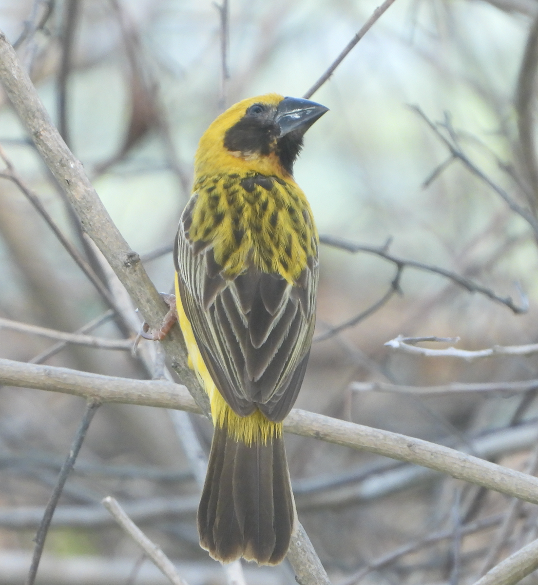 Asian Golden Weaver - ML620435121