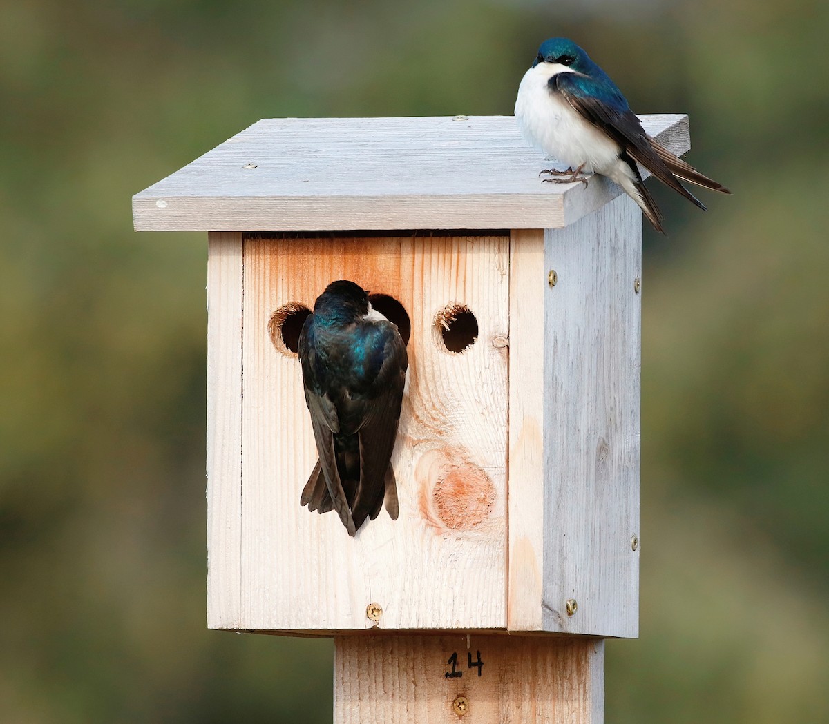 Tree Swallow - ML620435122