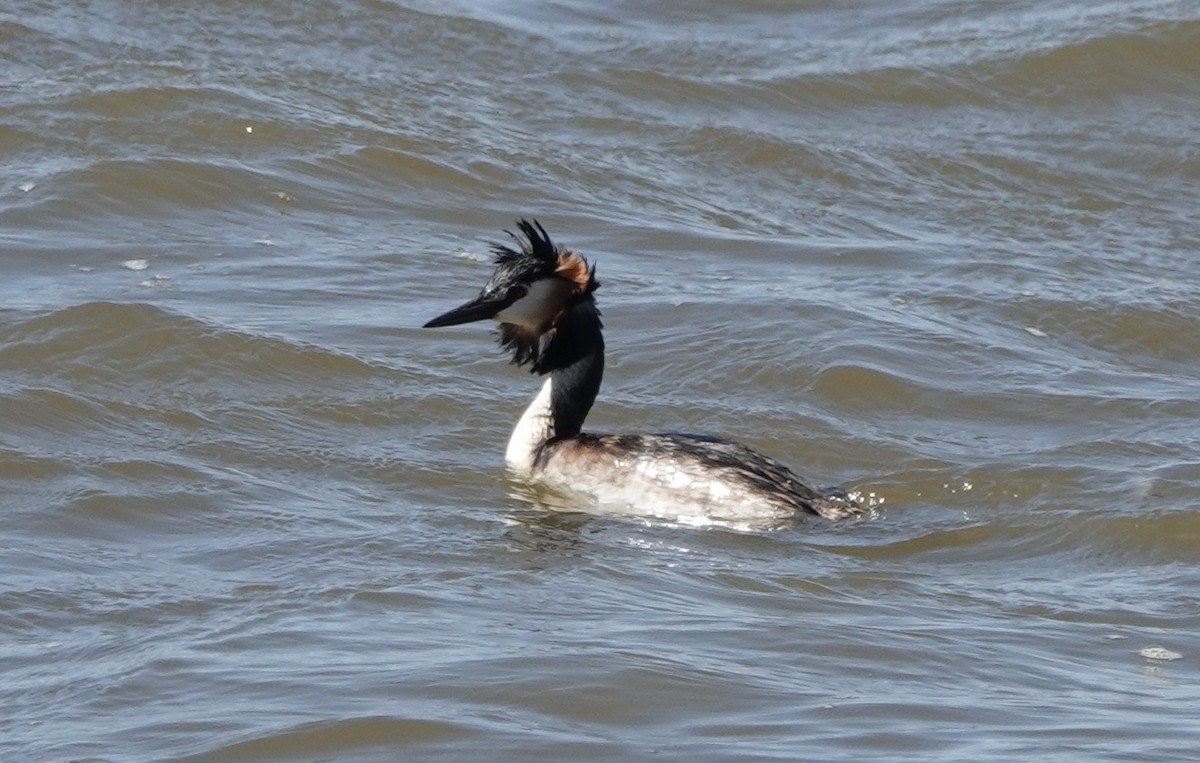 Great Crested Grebe - ML620435130