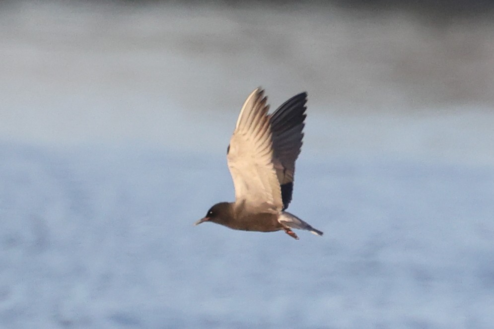 Black Tern - ML620435136