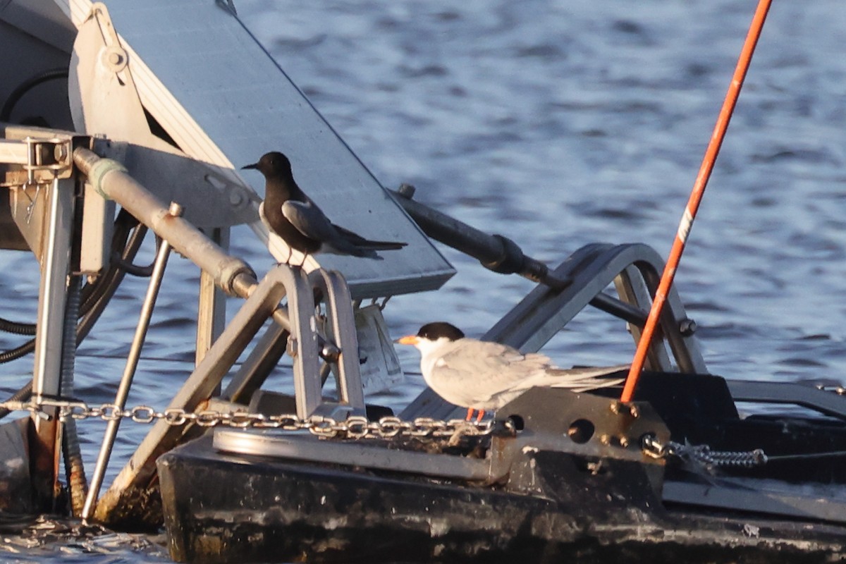 Black Tern - ML620435138