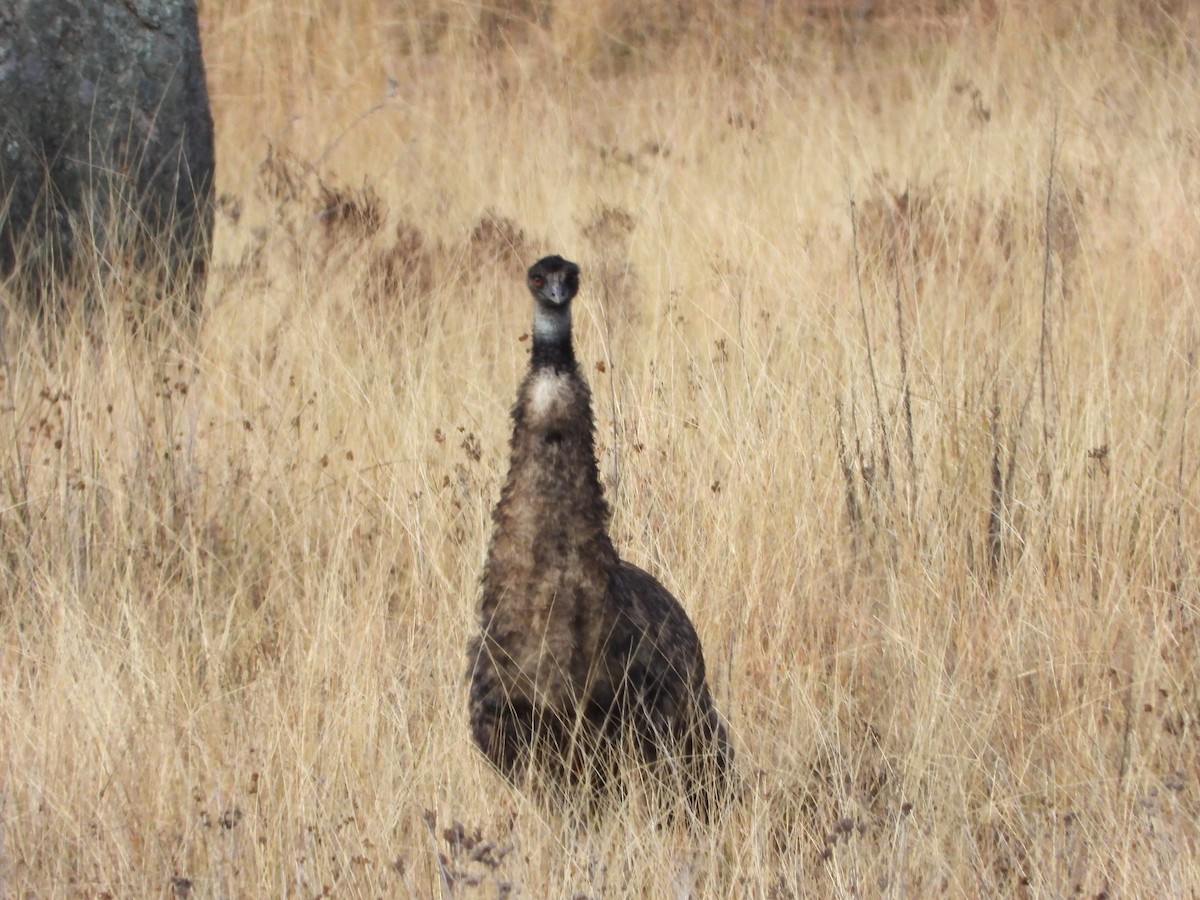 Emu - Line Perrins