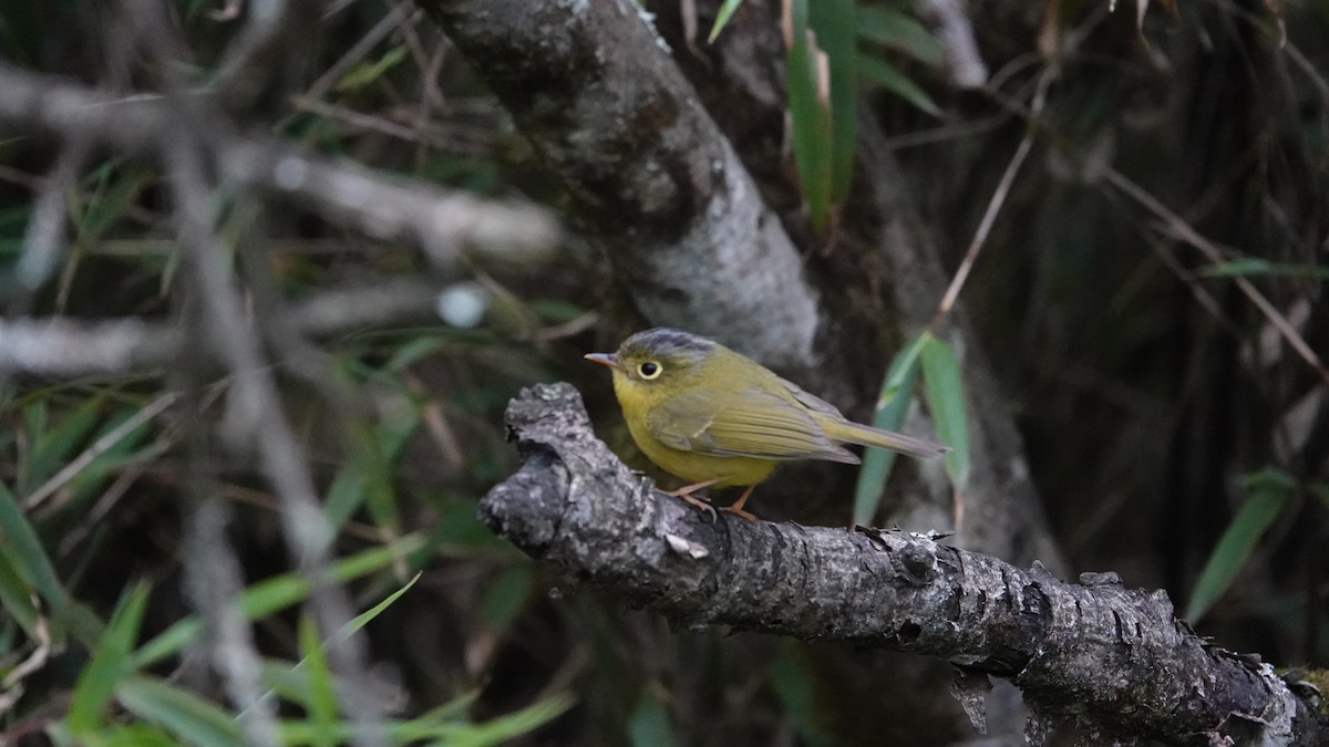 Mosquitero de Bianchi - ML620435142