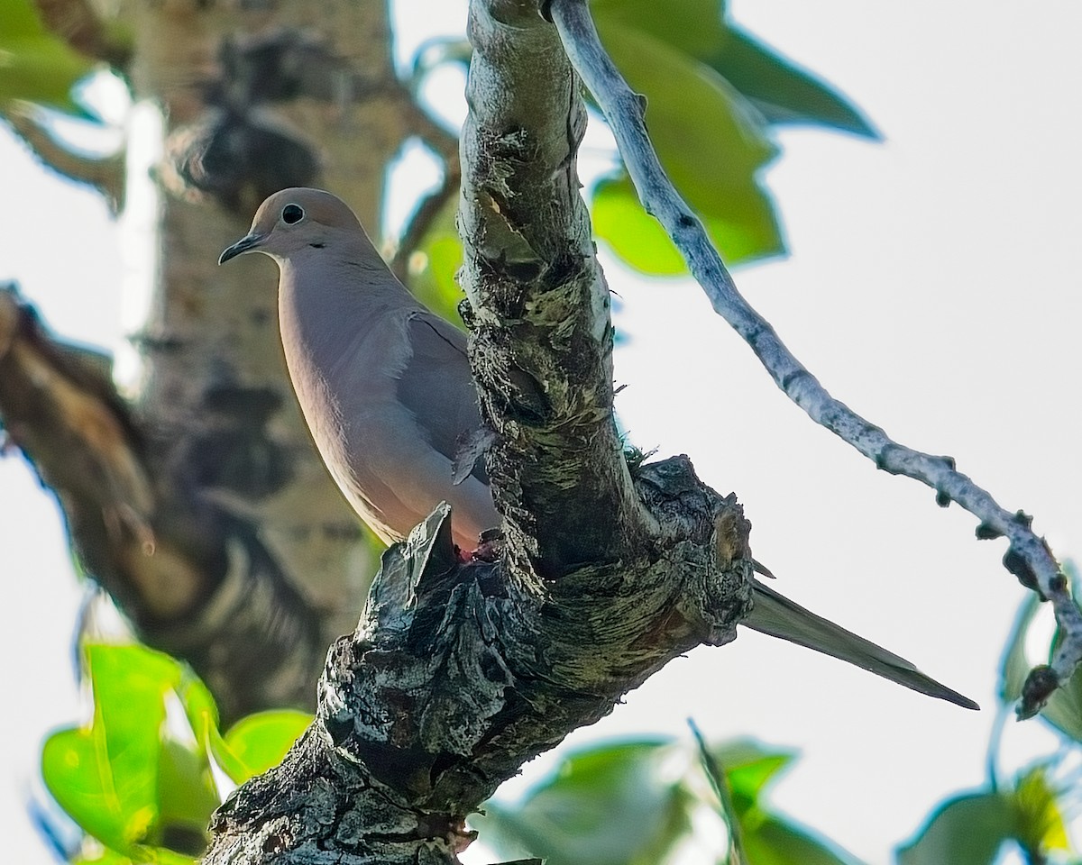 Eurasian Collared-Dove - Frank Letniowski