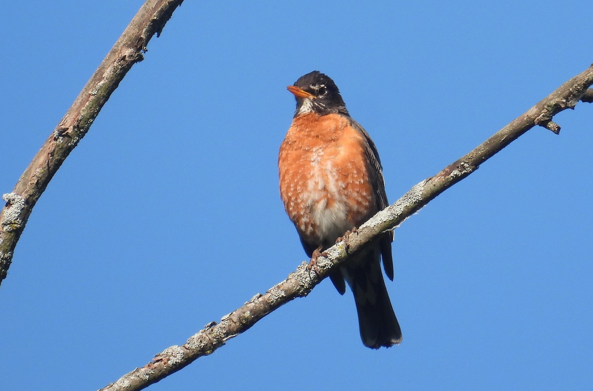 American Robin - ML620435146