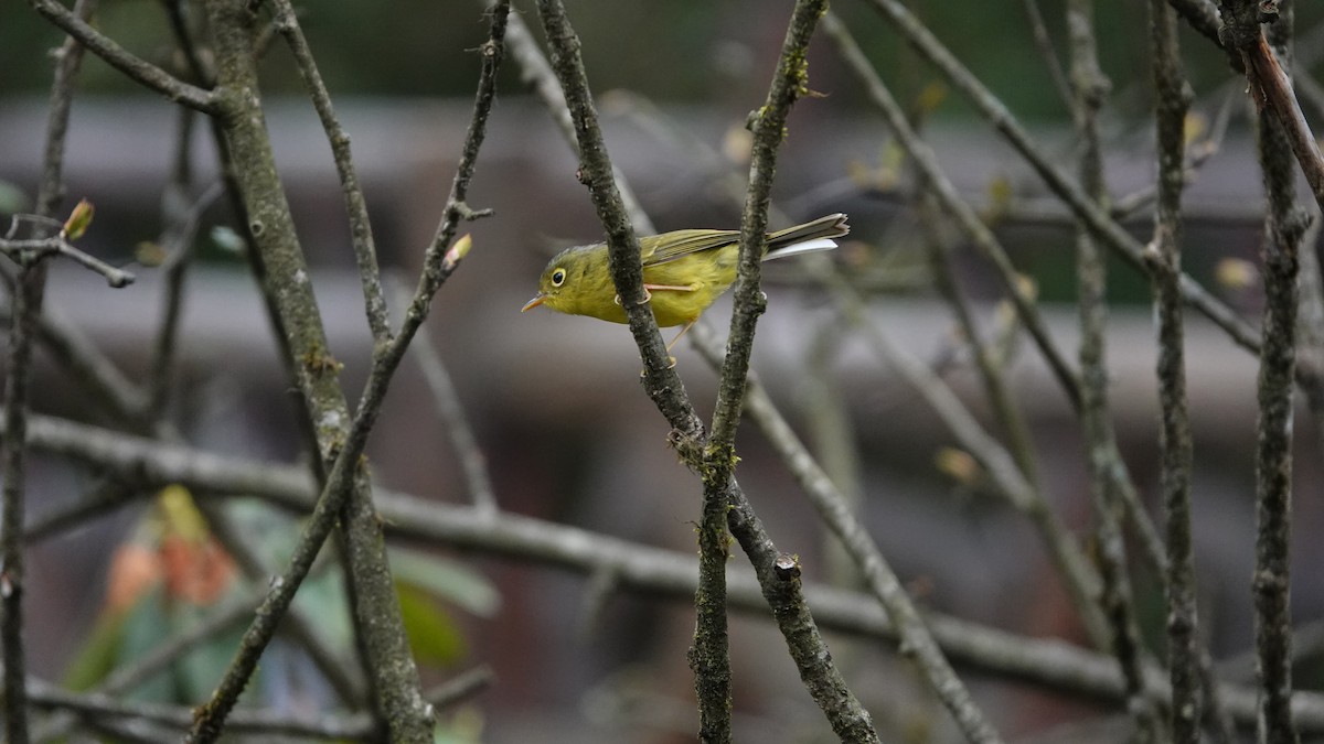 Mosquitero de Bianchi - ML620435148