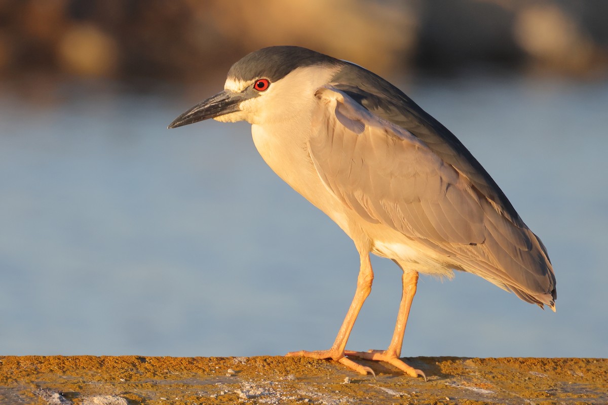 Black-crowned Night Heron (American) - ML620435149