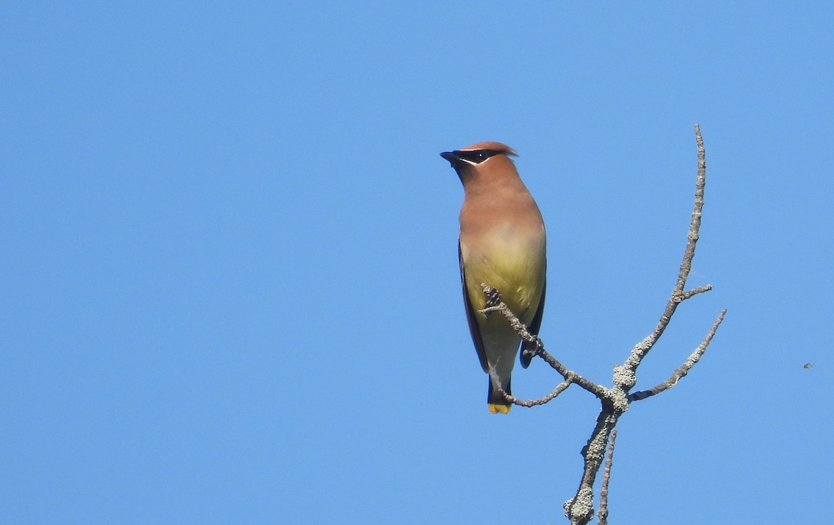 Cedar Waxwing - ML620435150