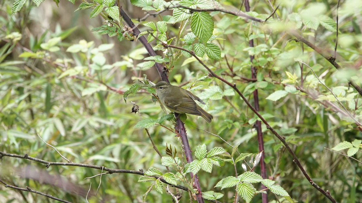 Mosquitero Verdoso - ML620435153