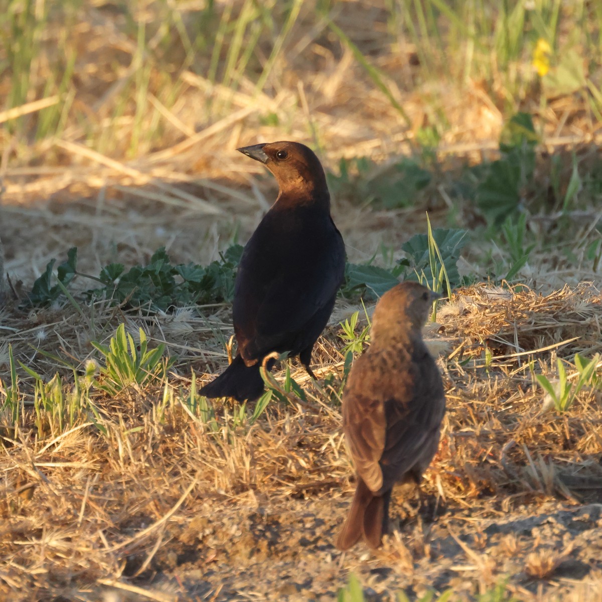 Brown-headed Cowbird - ML620435154