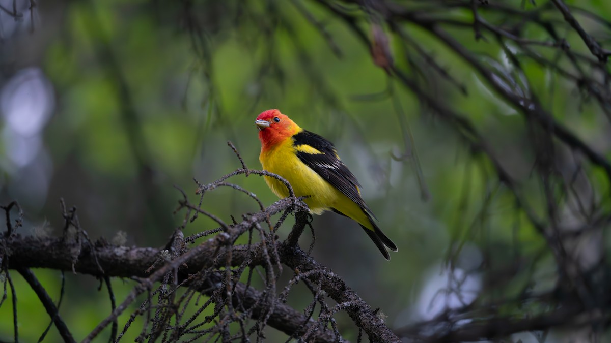Western Tanager - ML620435155
