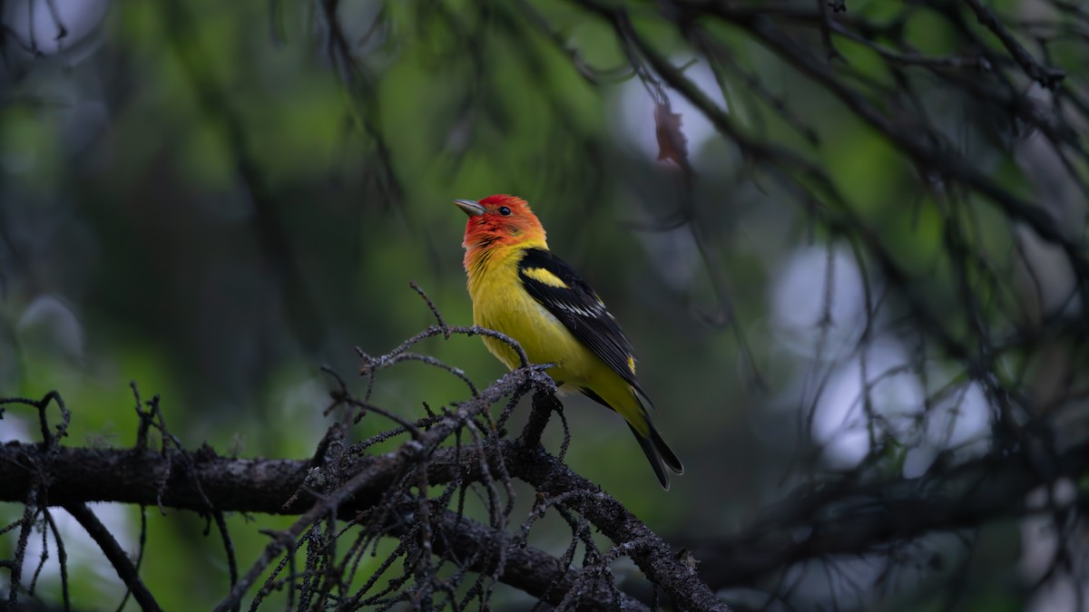 Western Tanager - ML620435156
