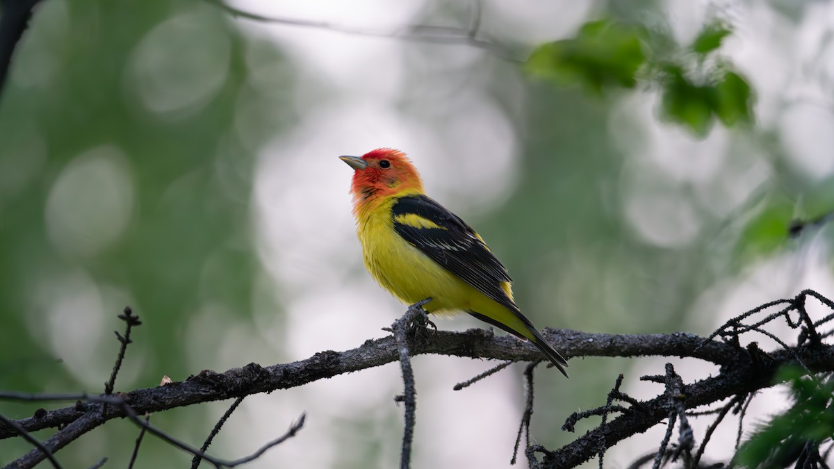 Western Tanager - ML620435157